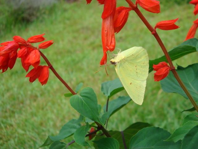 Photo of Salvia (Salvia splendens 'Bonfire') uploaded by flaflwrgrl