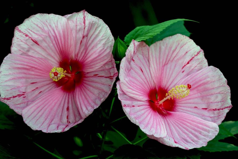 Photo of Hybrid Hardy Hibiscus (Hibiscus Cordial™ Peppermint Schnapps) uploaded by luvsgrtdanes