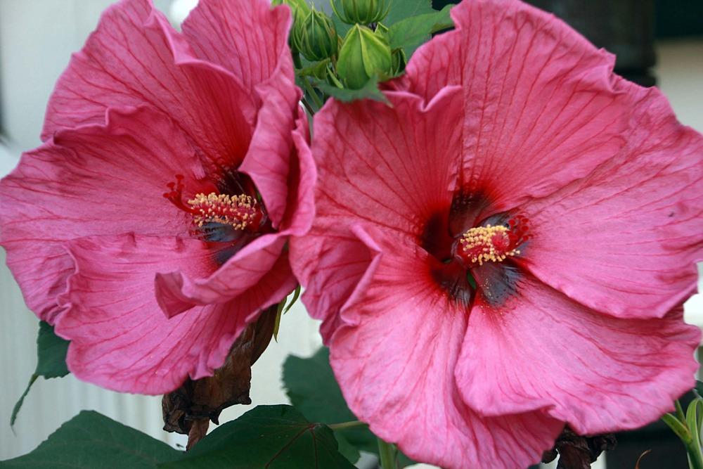 Photo of Hybrid Hardy Hibiscus (Hibiscus 'Plum Crazy') uploaded by luvsgrtdanes