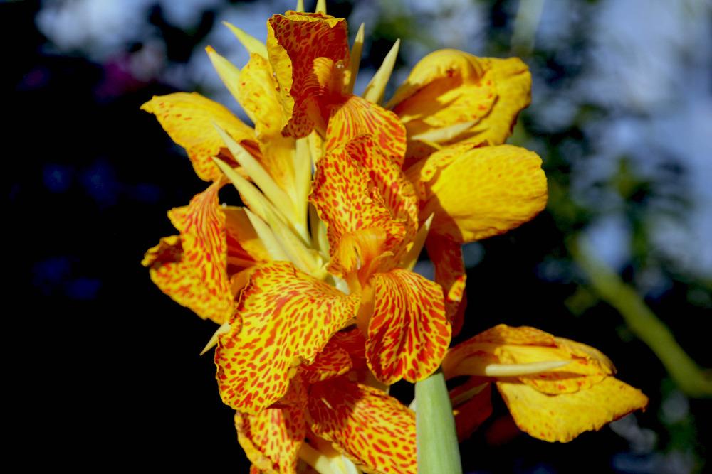 Photo of Canna (Canna x generalis 'Picasso') uploaded by luvsgrtdanes