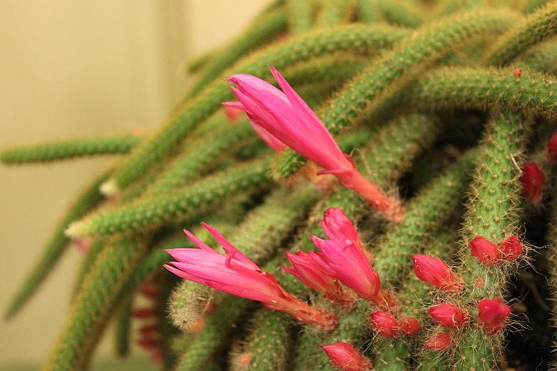 Photo of Rattail Cactus (Aporocactus flagelliformis) uploaded by robertduval14