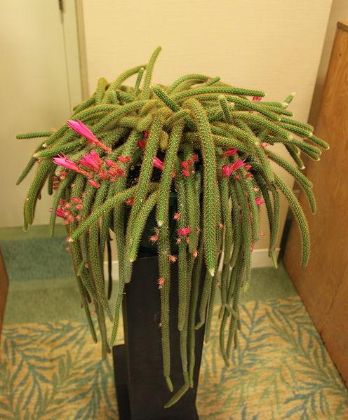 Photo of Rattail Cactus (Aporocactus flagelliformis) uploaded by robertduval14