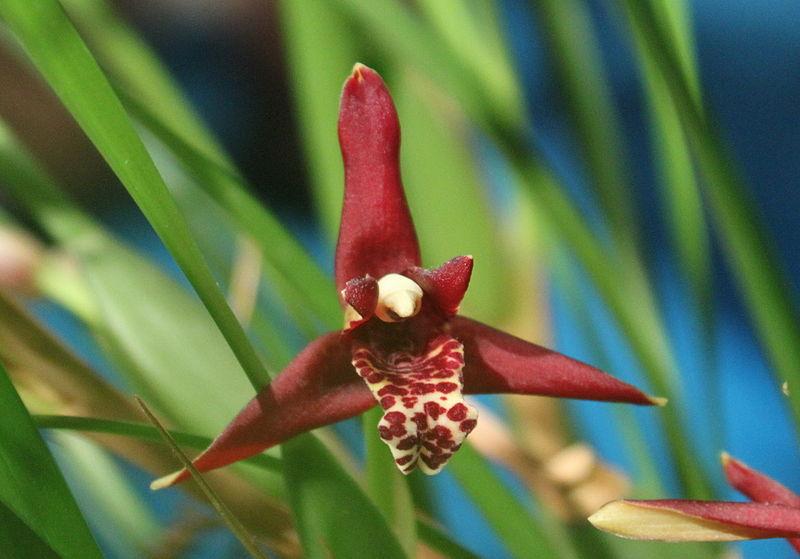 Photo of Coconut Orchid (Maxillaria tenuifolia) uploaded by robertduval14
