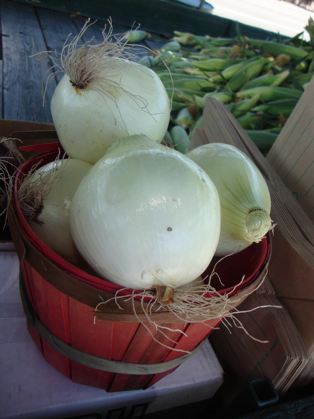 Photo of Onion (Allium cepa 'White Sweet Spanish') uploaded by Paul2032
