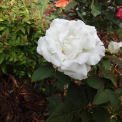 Location: Denver Metro CO
Date: 2013-07-25
Hard to photograph a white rose, but I think this is a good repre