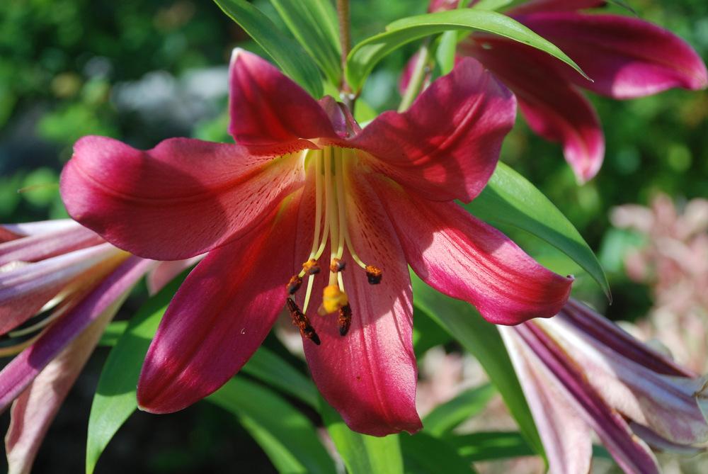Photo of Lily (Lilium 'Kiss of Fire') uploaded by bearsearch