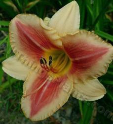 Thumb of 2013-07-26/daylily/4ee55a