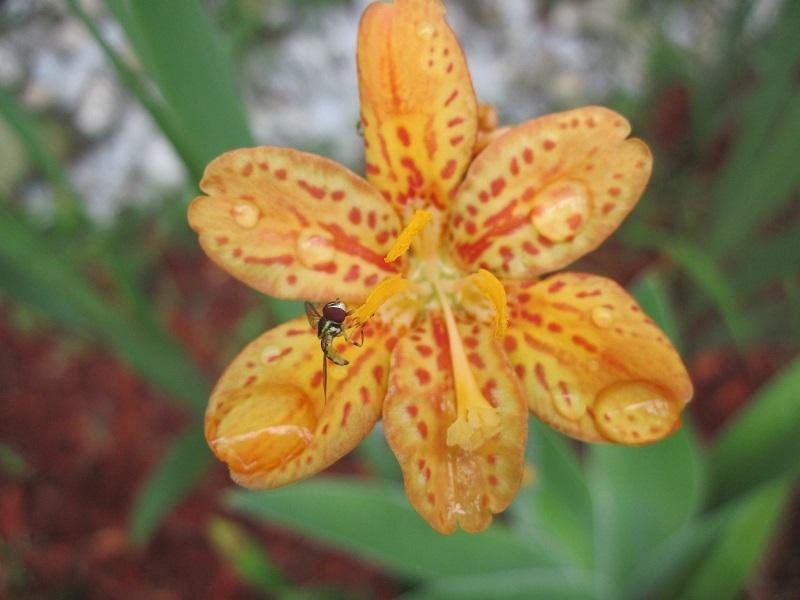 Photo of Species Iris (Iris domestica 'Freckle Face') uploaded by robertduval14