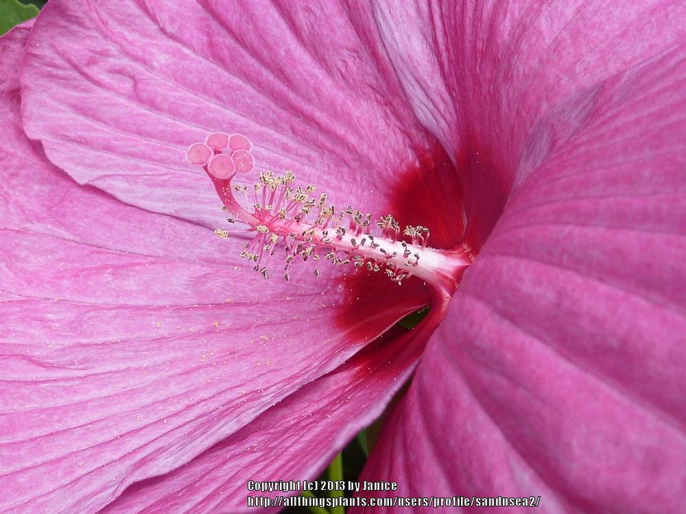 Photo of Hybrid Hardy Hibiscus (Hibiscus Luna™ Rose) uploaded by sandnsea2