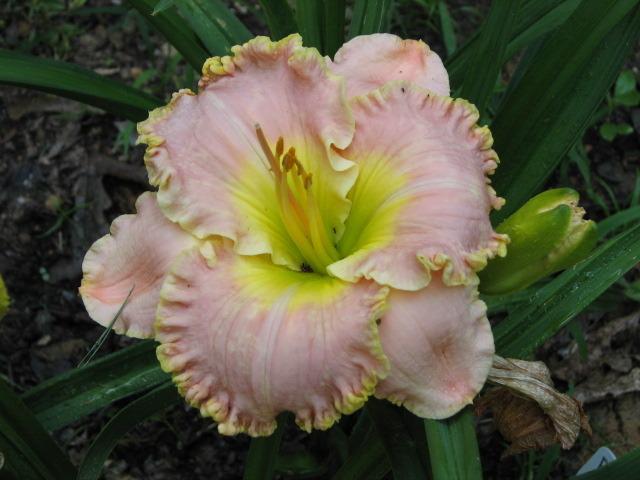 Photo of Daylily (Hemerocallis 'Belle Cook') uploaded by tgarden711