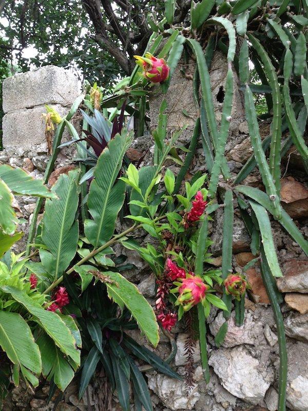 Photo of Dragonfruit (Selenicereus monacanthus) uploaded by extranjera