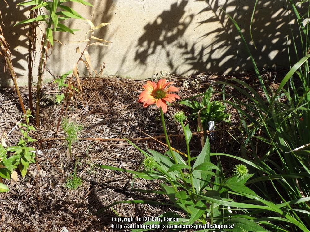 Photo of coneflower (Echinacea Warm Summer) uploaded by kqcrna
