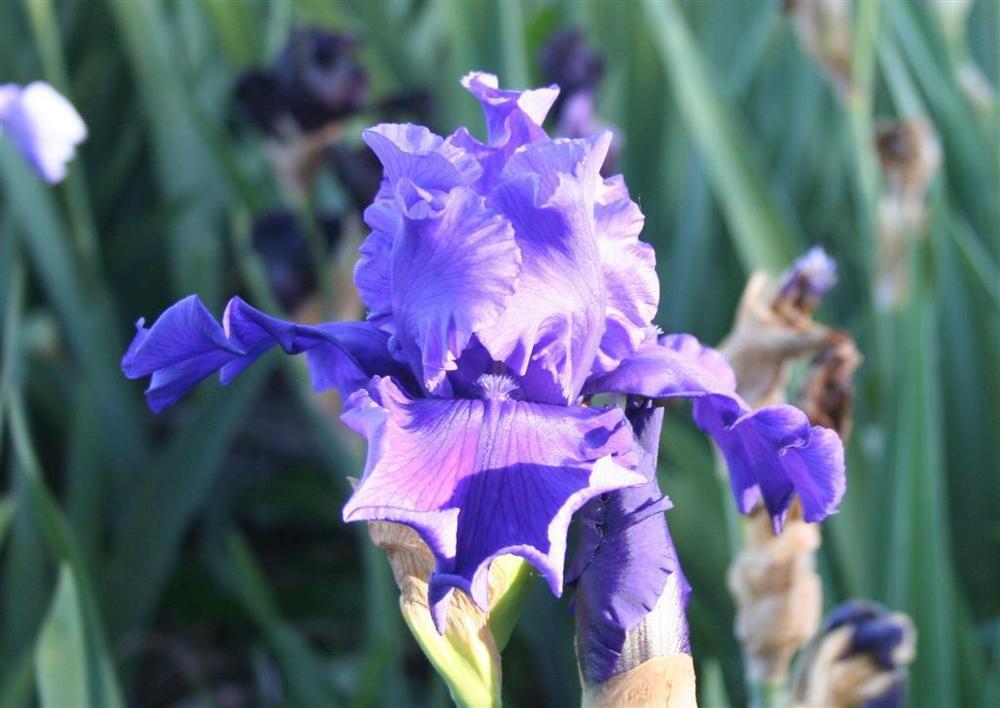 Photo of Tall Bearded Iris (Iris 'Devil's Lake') uploaded by KentPfeiffer
