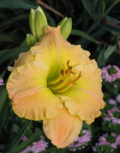 Photo of Daylily (Hemerocallis 'Frequent Comment') uploaded by Maryl