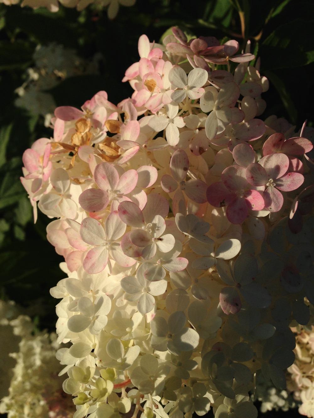 Photo of Panicle Hydrangea (Hydrangea paniculata First Editions® Vanilla Strawberry™) uploaded by clintbrown