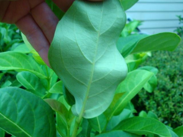 Photo of Sweet Viburnum (Viburnum odoratissimum) uploaded by flaflwrgrl