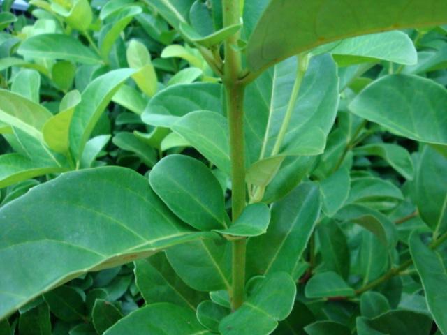 Photo of Sweet Viburnum (Viburnum odoratissimum) uploaded by flaflwrgrl