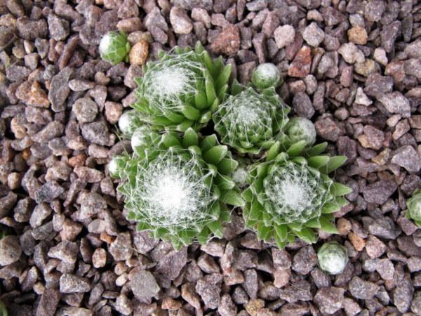 Photo of Hen and Chicks (Sempervivum 'Xandra') uploaded by goldfinch4