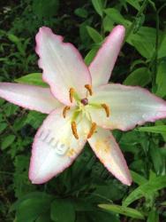 Thumb of 2013-07-28/magnolialover/589927
