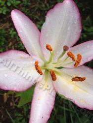 Thumb of 2013-07-28/magnolialover/c55e2a