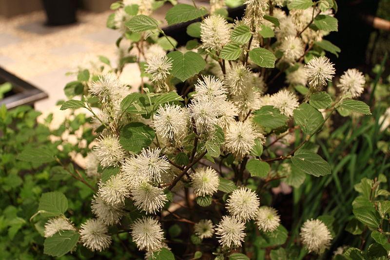 Photo of Dwarf Fothergilla (Fothergilla 'Mount Airy') uploaded by robertduval14