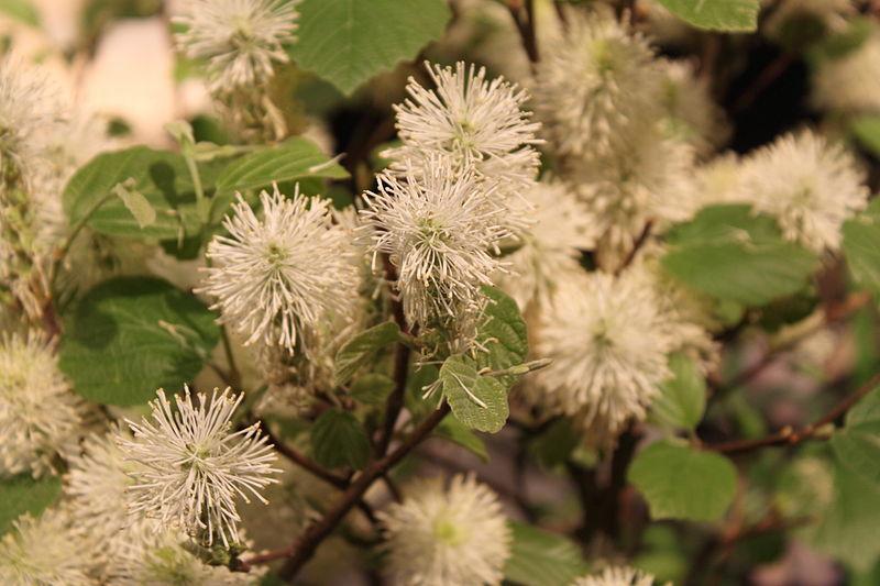 Photo of Dwarf Fothergilla (Fothergilla 'Mount Airy') uploaded by robertduval14