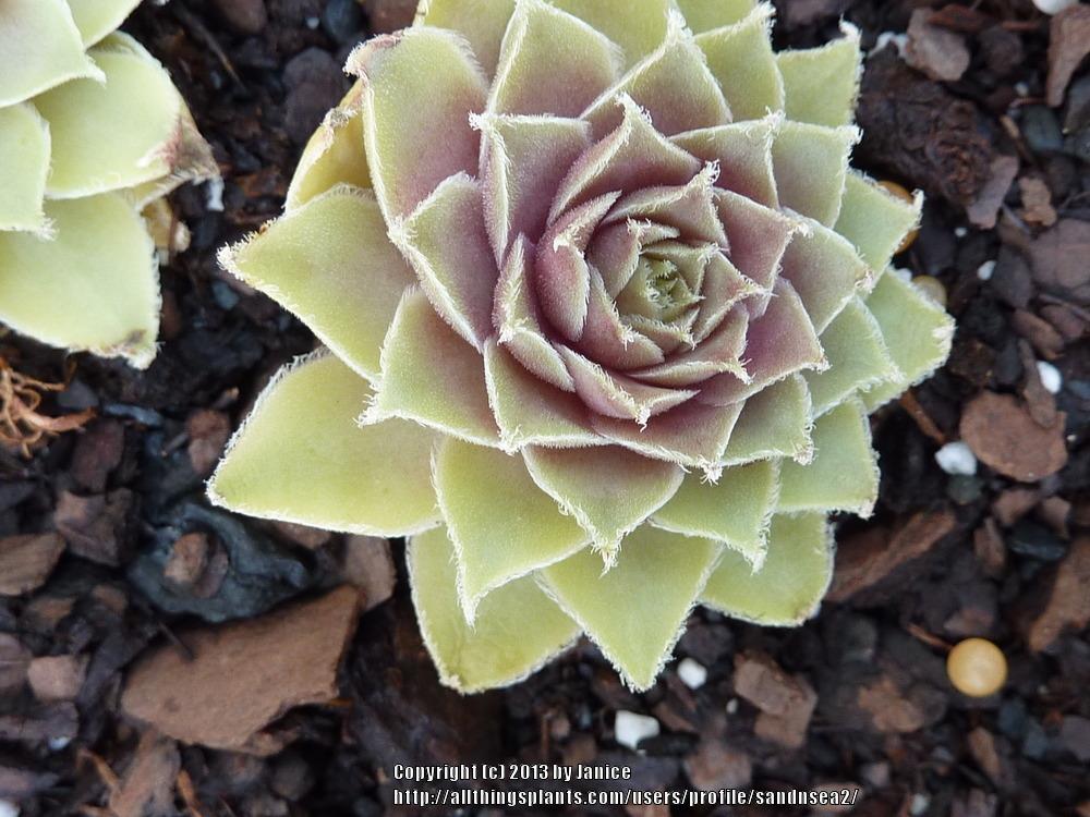 Photo of Hen and Chicks (Sempervivum 'Collage') uploaded by sandnsea2