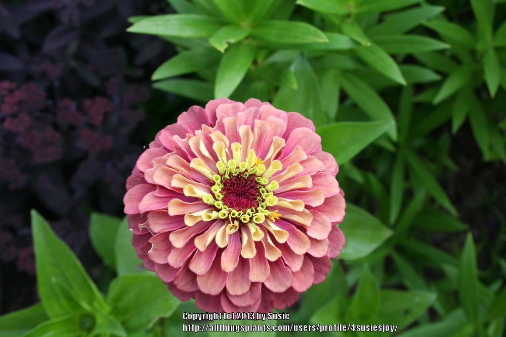 Photo of Zinnia (Zinnia elegans 'Queen Red Lime') uploaded by 4susiesjoy