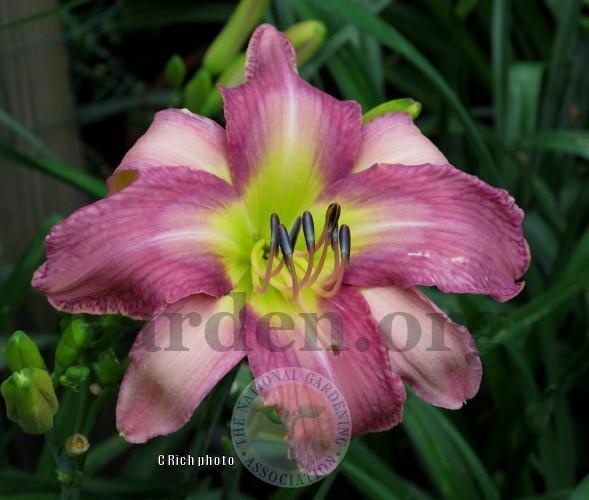 Photo of Daylily (Hemerocallis 'Odds and Ends') uploaded by Char