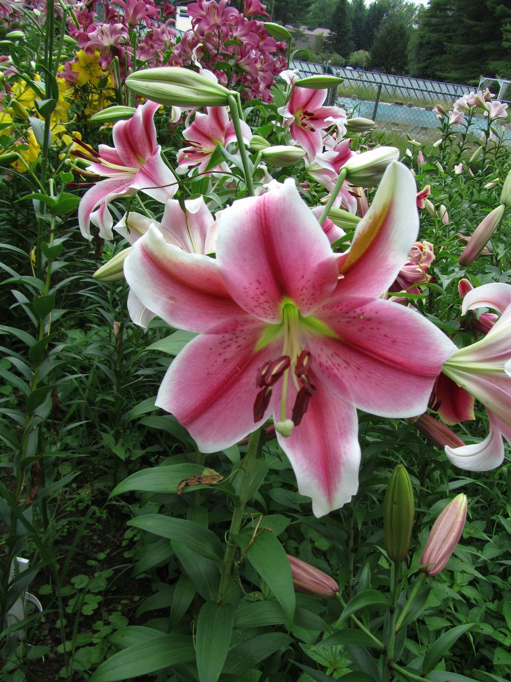Photo of Lily (Lilium 'Pink Brilliant') uploaded by MAINIAC