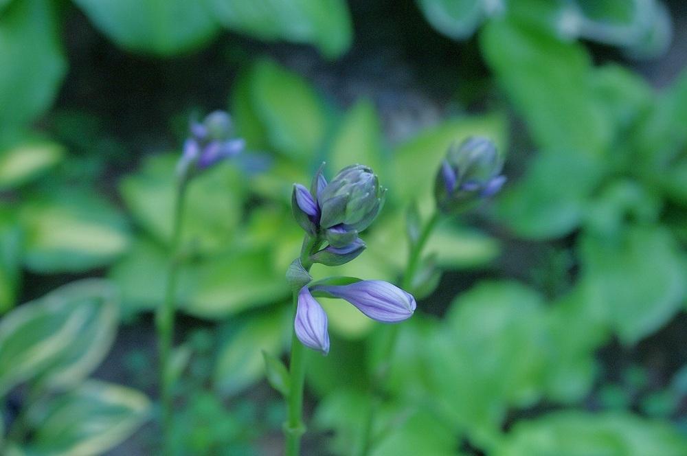 Photo of Hosta 'Lewis and Clark' uploaded by Rose1656