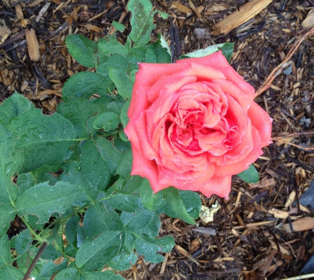 Photo of Rose (Rosa 'Bing Crosby') uploaded by Skiekitty