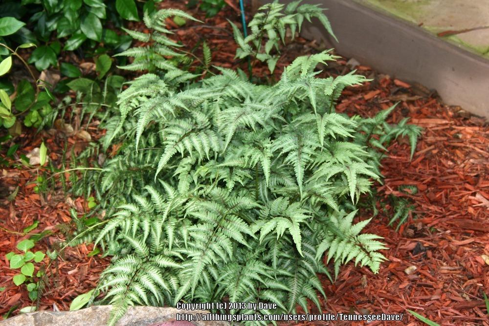 Photo of Japanese Painted Fern (Anisocampium niponicum) uploaded by TennesseeDave