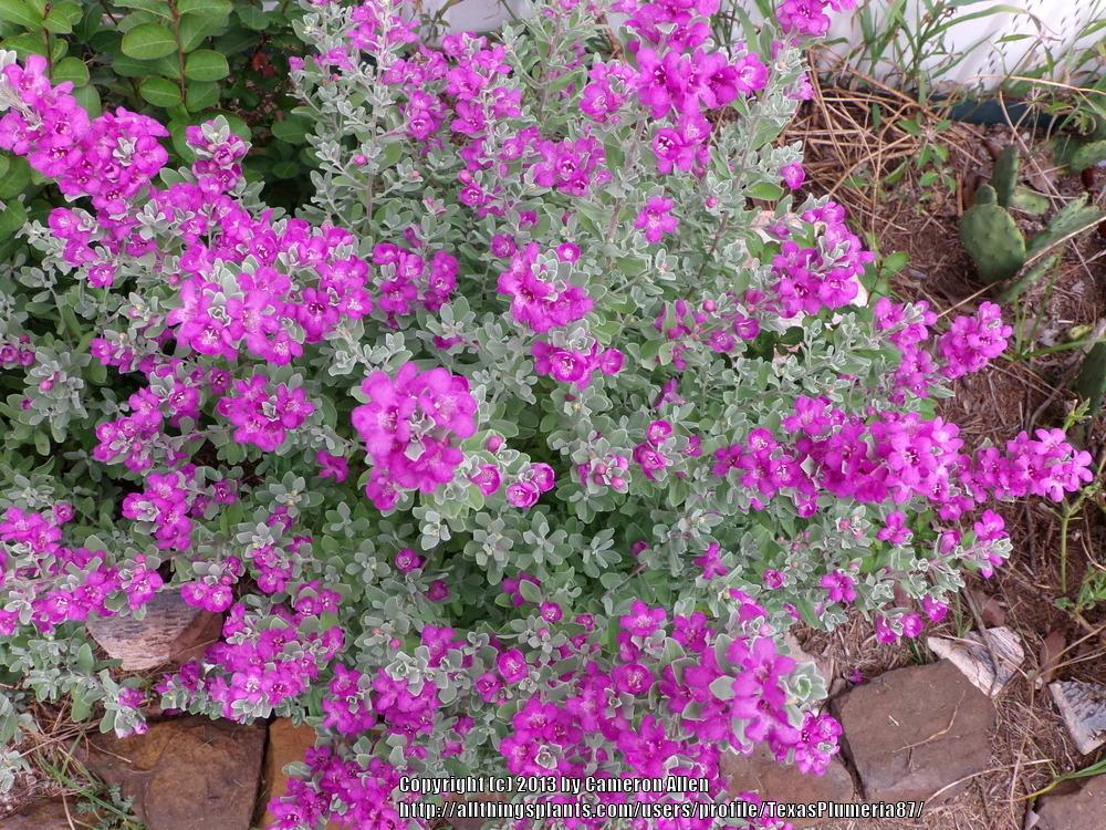 Photo of Texas Sage (Leucophyllum frutescens) uploaded by TexasPlumeria87