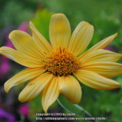 Location: My Northeastern Indiana Gardens - Zone 5b
Date: 2013-07-28
Blooms lighten with age to a lovely bright yellow