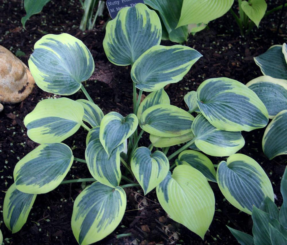 Photo of Hosta 'First Frost' uploaded by floota