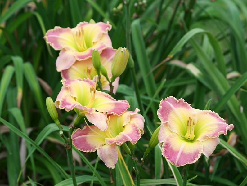 Photo of Daylily (Hemerocallis 'Subspace Frequencies') uploaded by JuliaNY