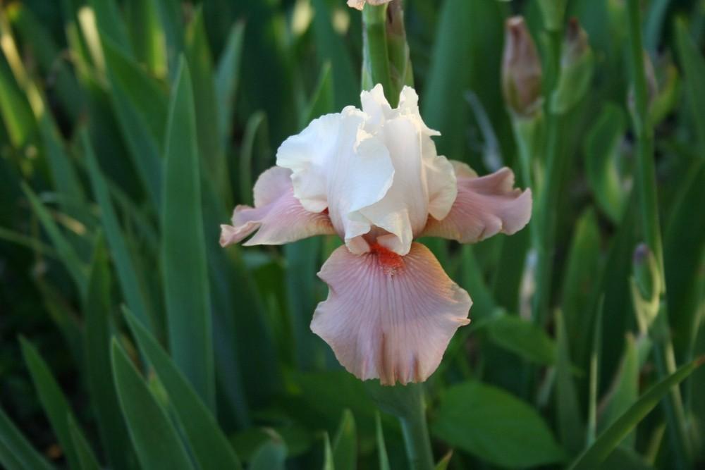 Photo of Tall Bearded Iris (Iris 'Sugar Magnolia') uploaded by KentPfeiffer