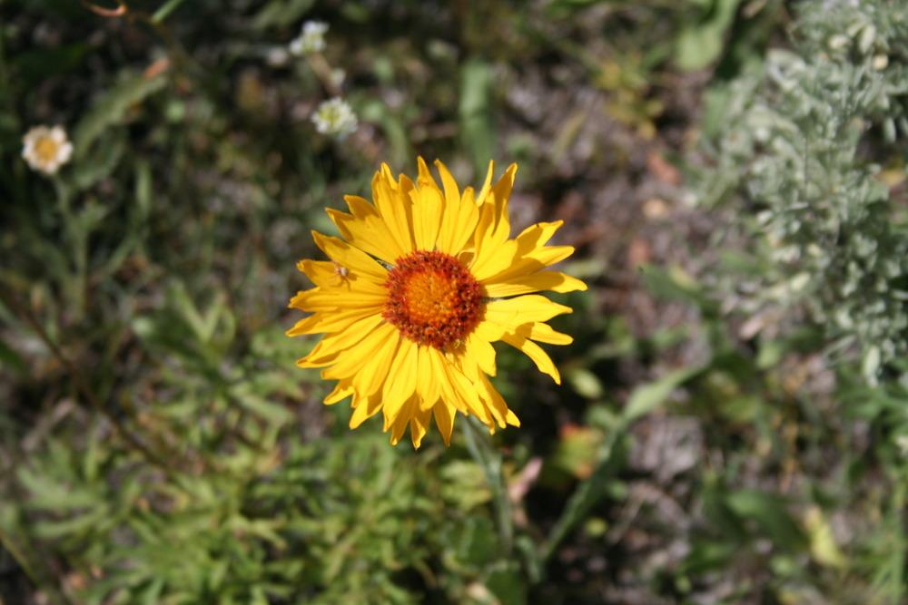 Photo of Blanket Flower (Gaillardia aristata) uploaded by KentPfeiffer