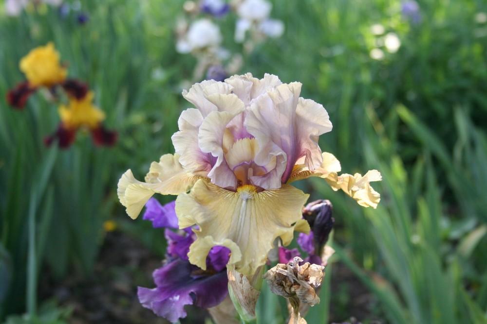 Photo of Tall Bearded Iris (Iris 'Sunset Storm') uploaded by KentPfeiffer