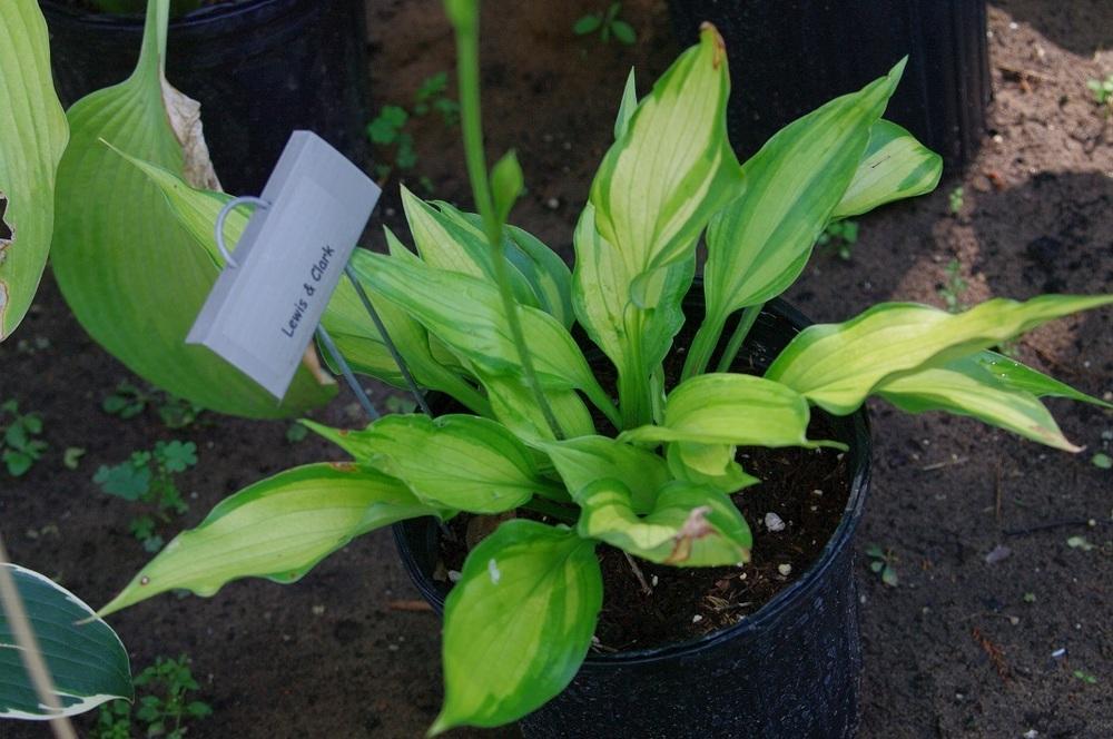 Photo of Hosta 'Lewis and Clark' uploaded by Rose1656