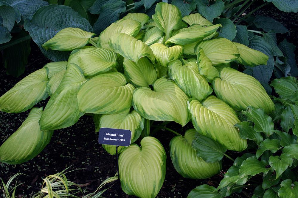 Photo of Hosta 'Stained Glass' uploaded by floota