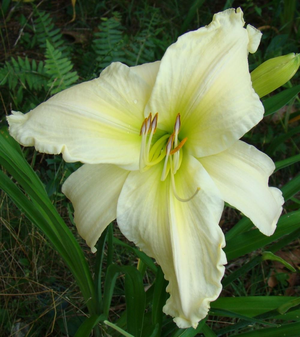 Photo of Daylily (Hemerocallis 'Candle in the Wind') uploaded by nh4me