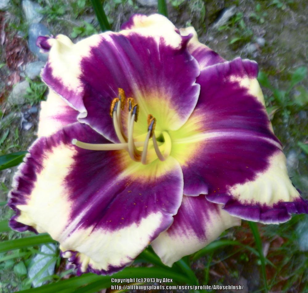 Photo of Daylily (Hemerocallis 'Glamoureyez') uploaded by ARoseblush