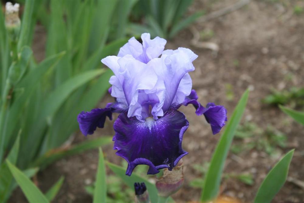 Photo of Tall Bearded Iris (Iris 'Fabulous One') uploaded by KentPfeiffer