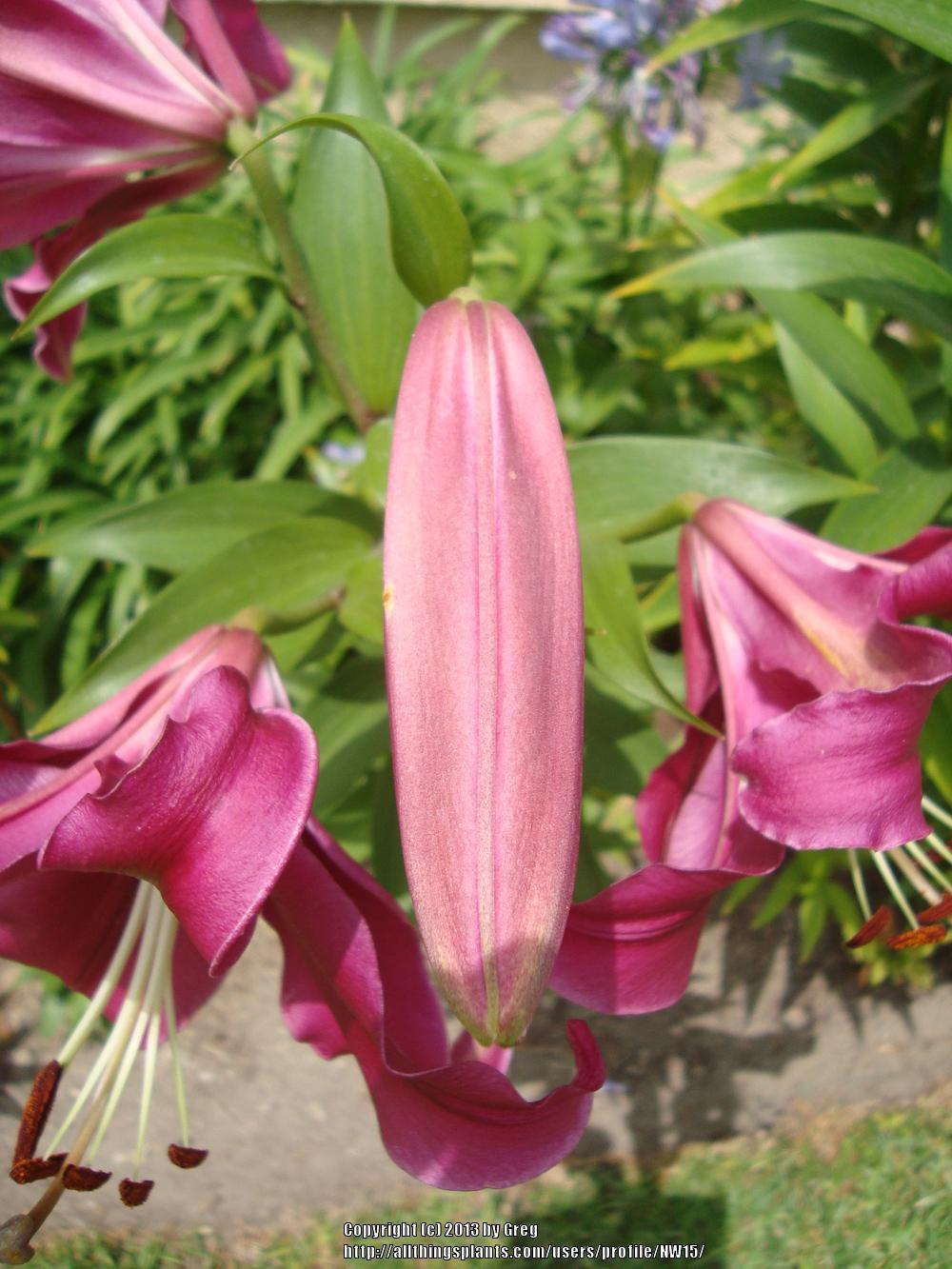 Photo of Lily (Lilium 'Palazzo') uploaded by NW15