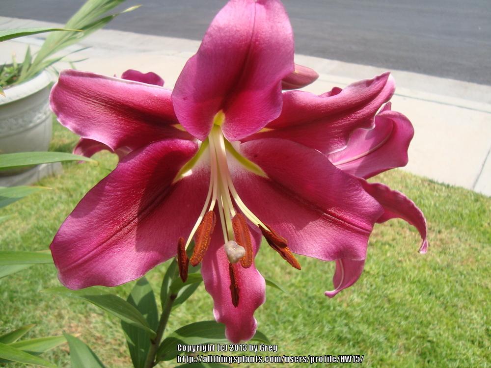 Photo of Lily (Lilium 'Palazzo') uploaded by NW15