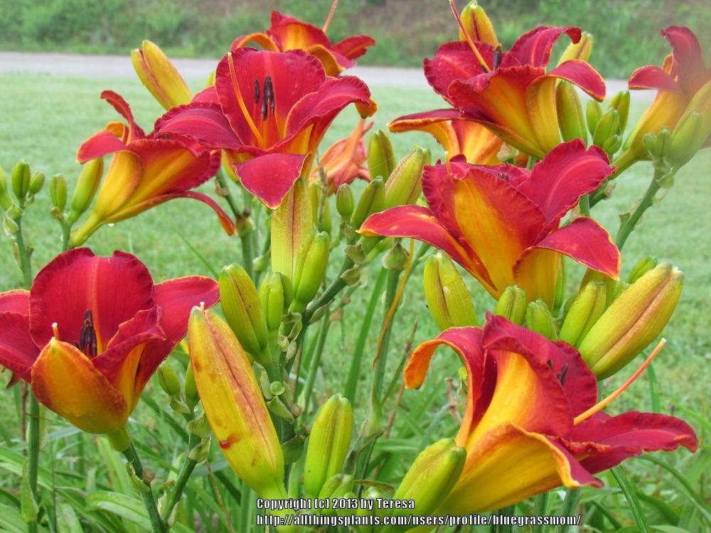 Photo of Daylily (Hemerocallis 'Caught Red Handed') uploaded by bluegrassmom