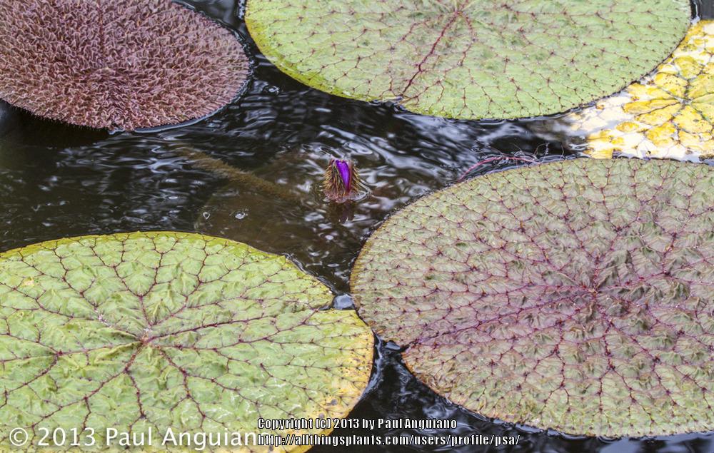 Photo of Prickly Water Lily (Euryale ferox) uploaded by psa