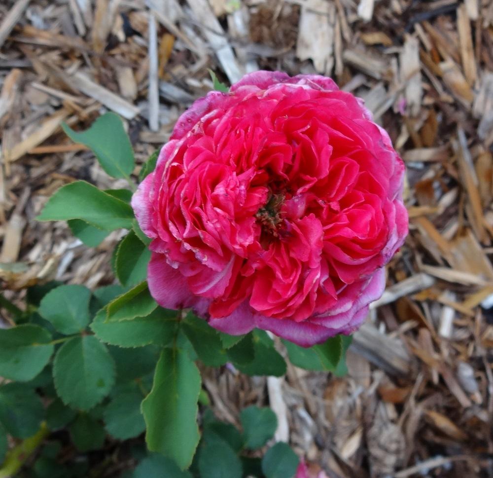 Photo of Rose (Rosa 'Star of the Nile') uploaded by Skiekitty